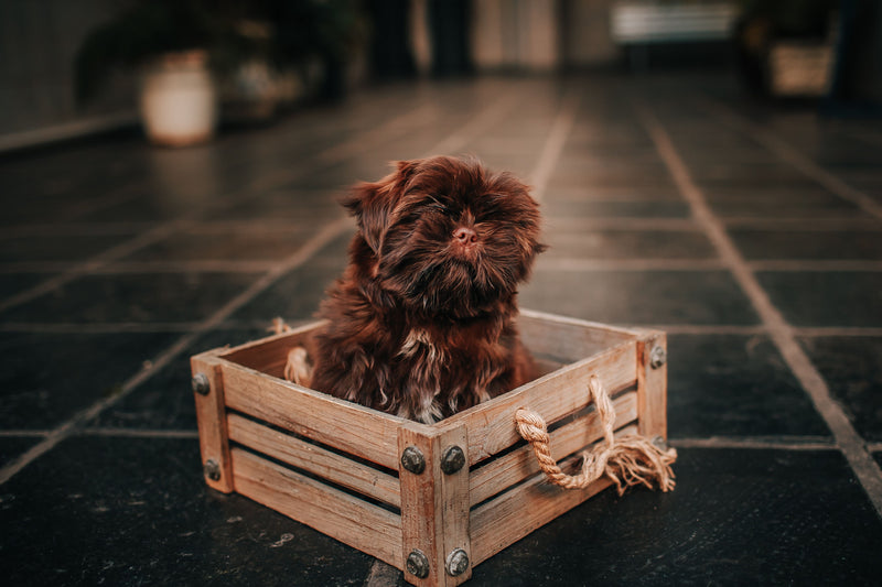 Pet Memorial Box - Custom 1 Photo L